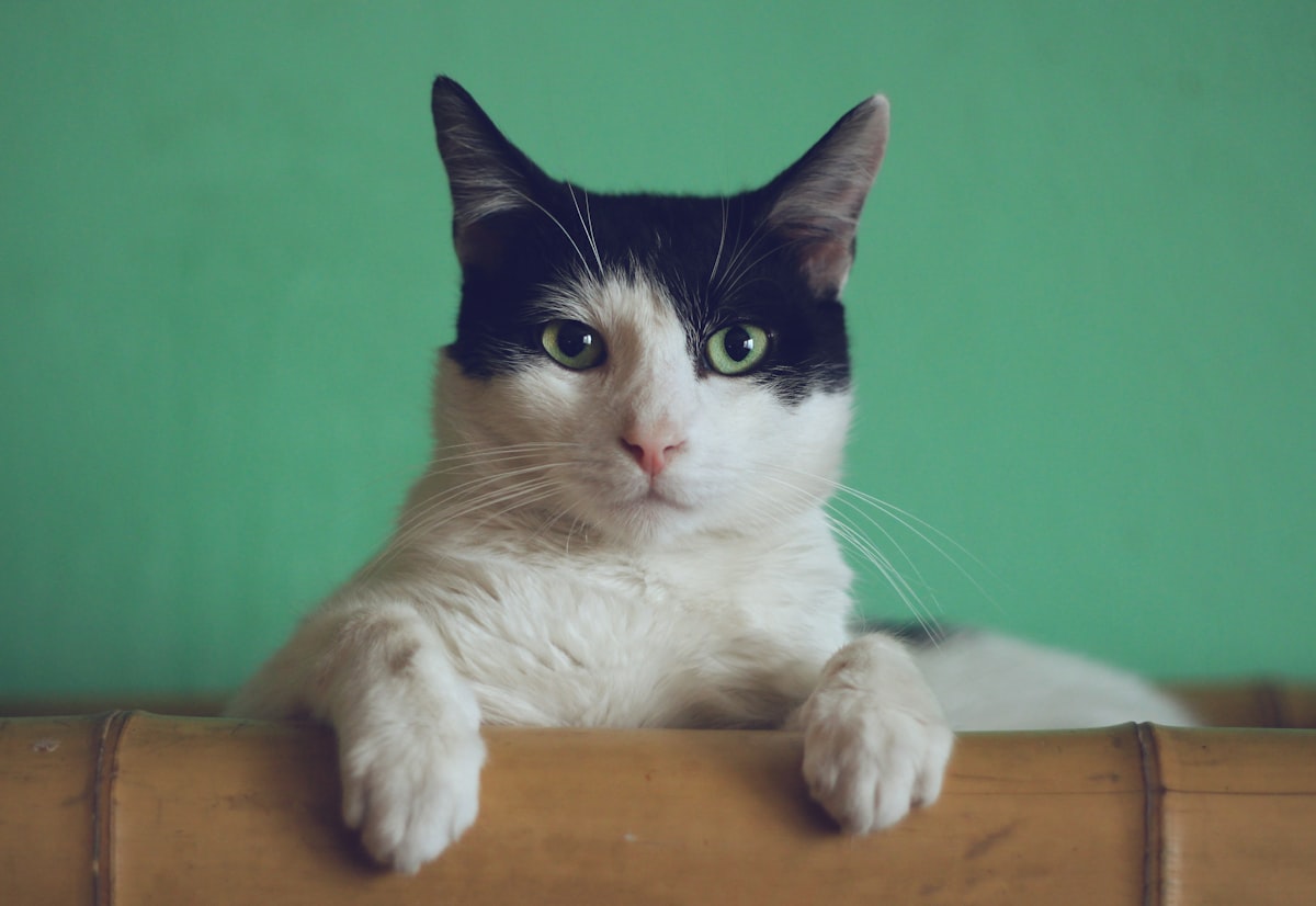 Gato en la clínica