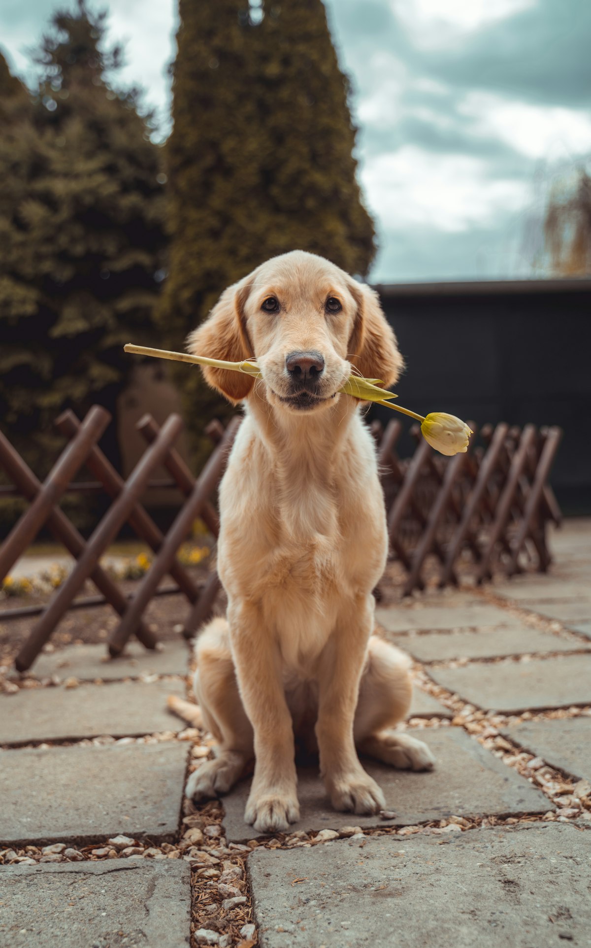 Perro feliz con una flor